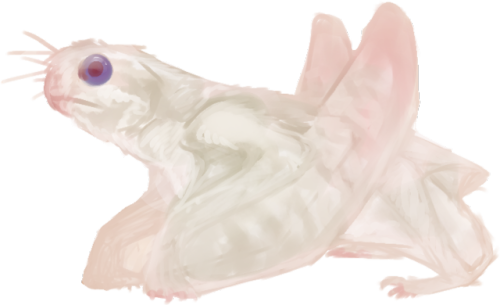 2 - Cockatoo (500x305), Png Download
