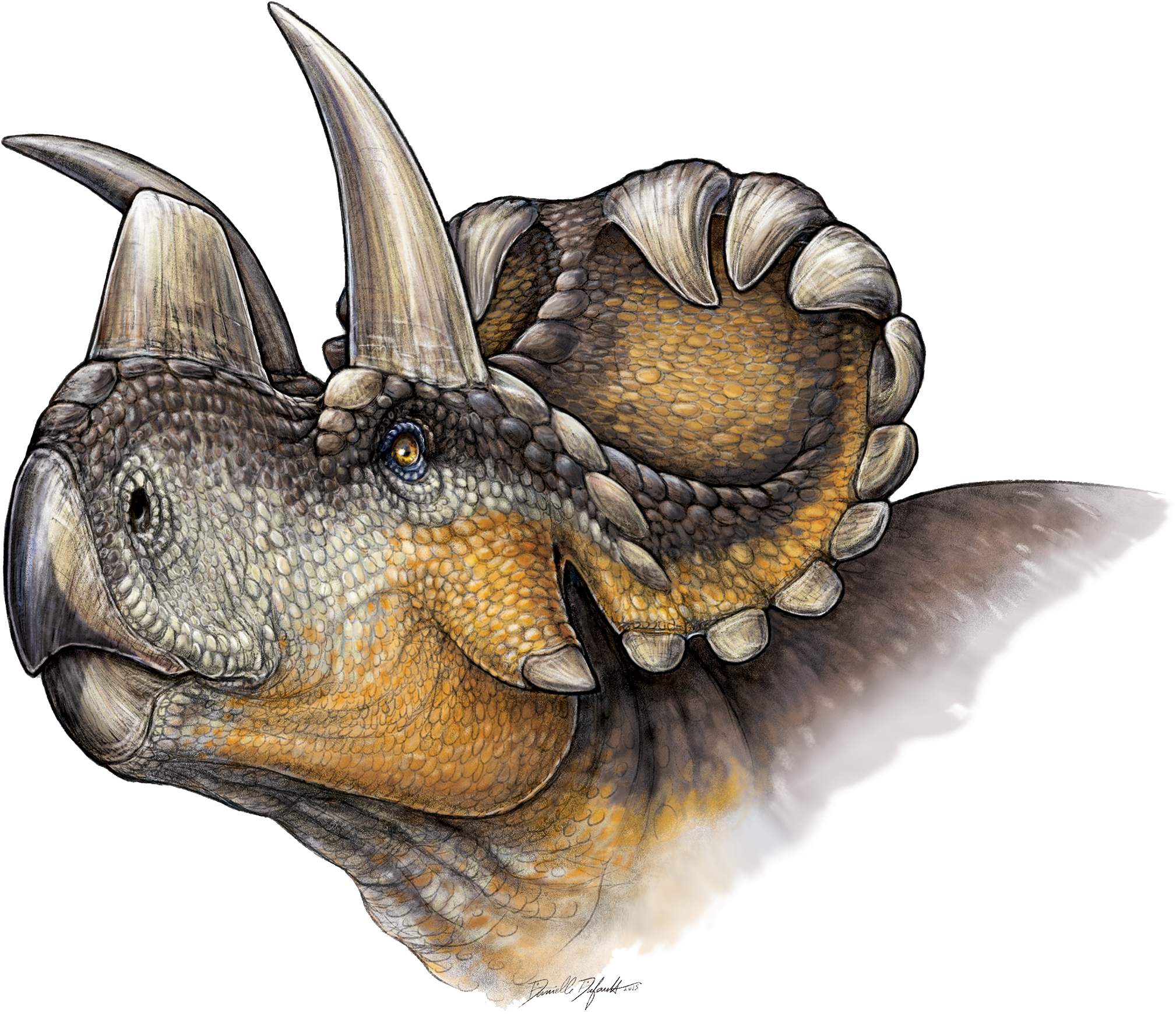 Wendiceratops - Dinosaur Horn (2221x1780), Png Download