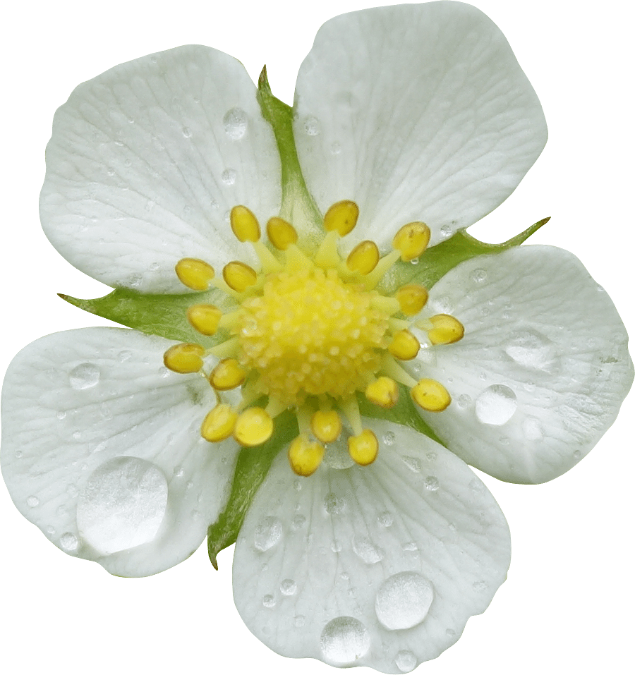 35 Photo Fleurs Detourees Png Gratuite - Cinquefoils Png (900x957), Png Download