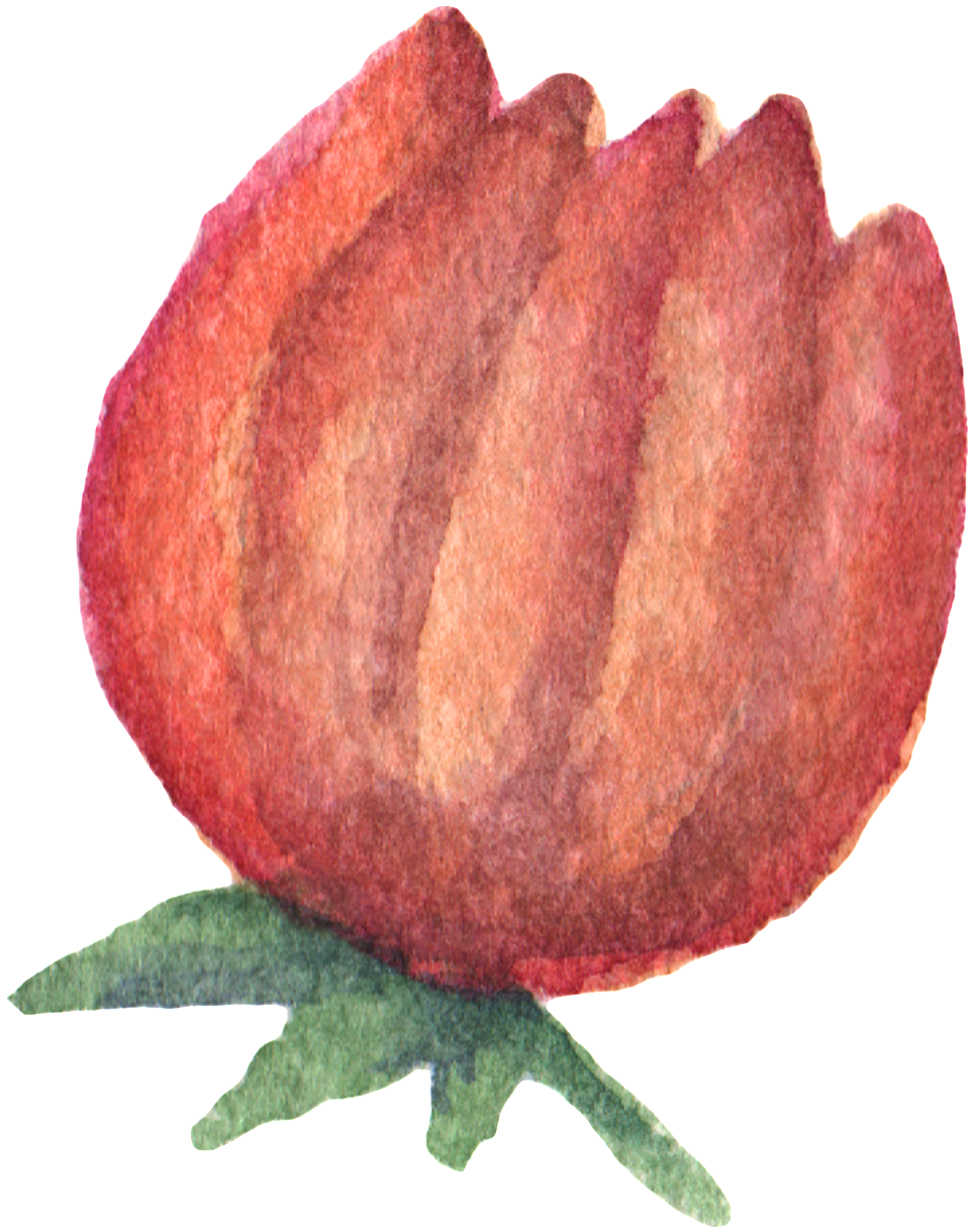 Hand Painted Orange Red Flowers Watercolor Transparent - Orange (1024x1285), Png Download