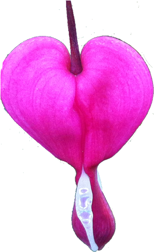 Coeur - Heart (300x500), Png Download