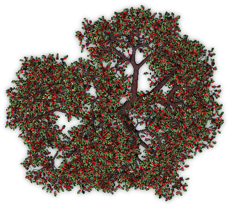 Appletree4 Blu - Fruit Trees Plan Png (514x495), Png Download