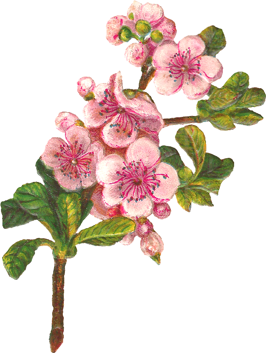 Png Transpa Antique Images Botanical Art Flower Digital - Apple Blossom Png Clipart (980x1235), Png Download