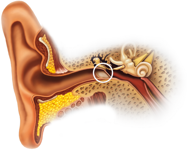 The Inner Ear - Oido Anatomia Png (633x500), Png Download