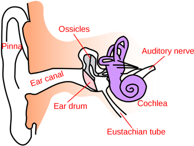 Anatomy Of The Ear - Simple Anatomy Of Ear (400x302), Png Download