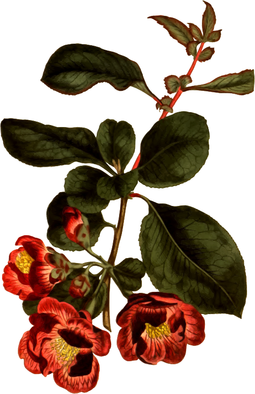 Medium Image - Chaenomeles Speciosa Illustration (514x794), Png Download