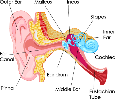 Middle Ear Fluid - Part Of Human Ear (398x345), Png Download