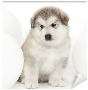 Malamute Puppy With White Balloons Wall Mural • Pixers® - Balloon (400x400), Png Download
