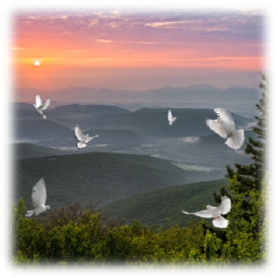 Dove Releases Help Make That Special Day Memorable - Pigeons And Doves (400x400), Png Download