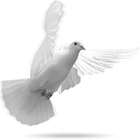 Rock Dove (469x462), Png Download