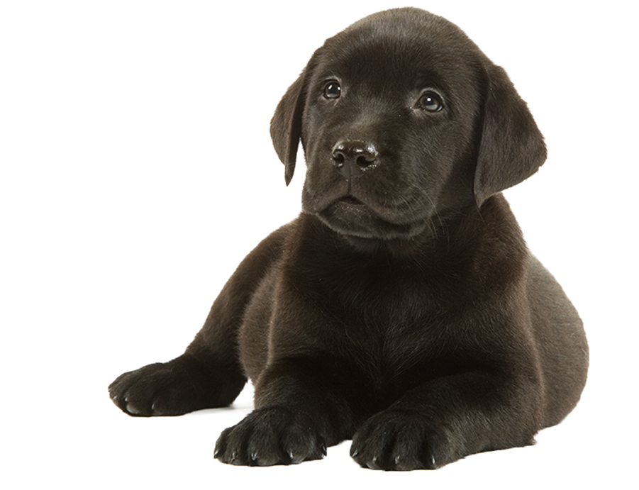 Labradors Gobble Their Food - Labrador Retriever (900x700), Png Download