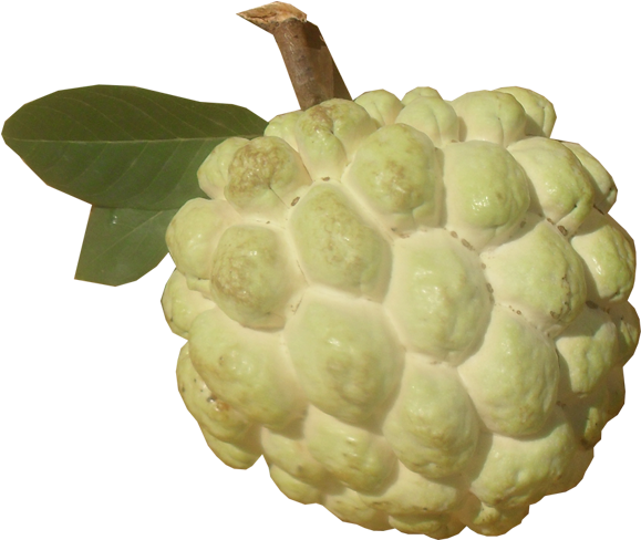 Sugar Apple Png Picture - Nmk1 Custard Apple (600x600), Png Download