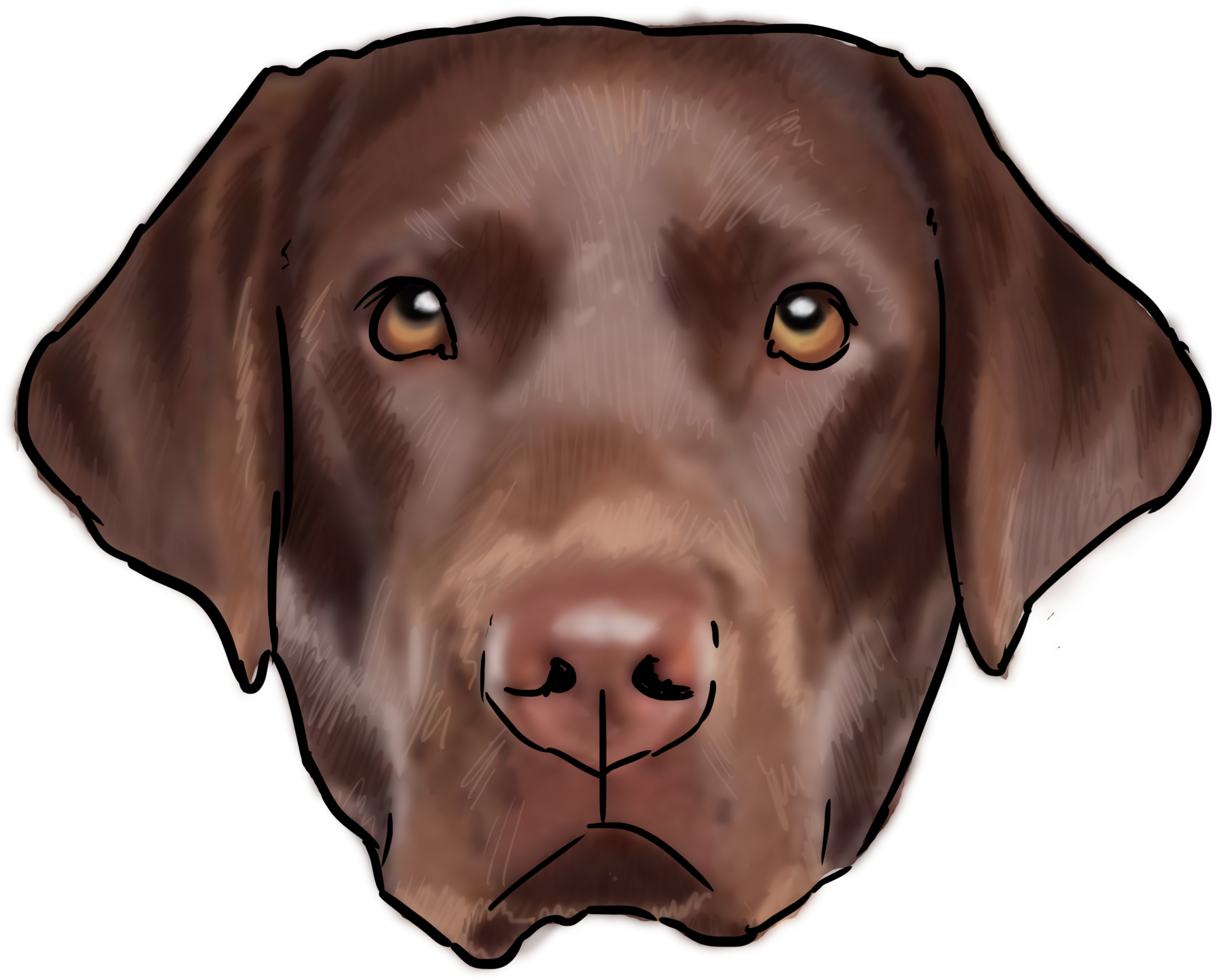 30 Labrador - Labrador Retriever (3000x3000), Png Download