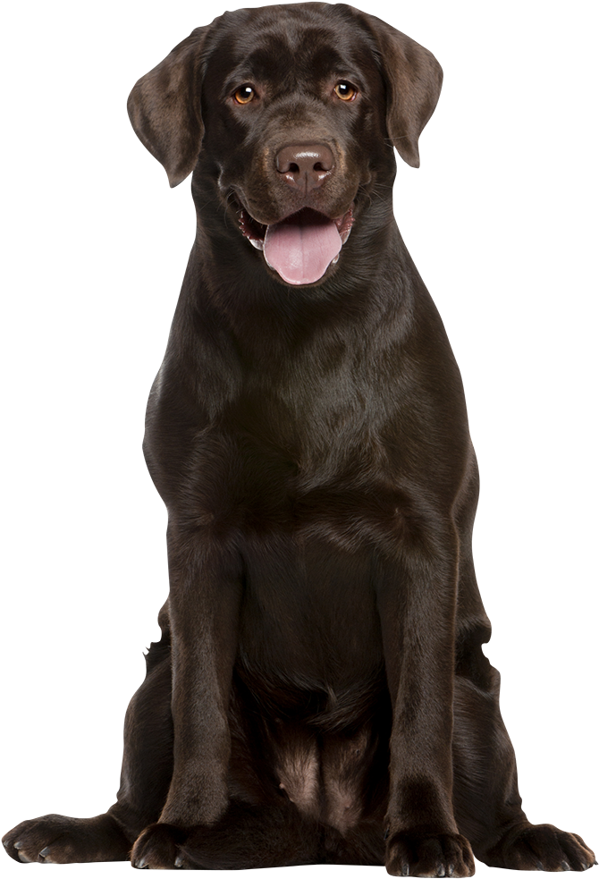 Attentive Chocolate Labrador Retreiver - Capa De Almofadas Decorativas Coloridas Cachorro Labrador (800x1051), Png Download