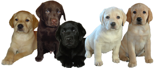 Labrador Breeder Scotland - Labrador Puppies For Sale Scotland (555x260), Png Download