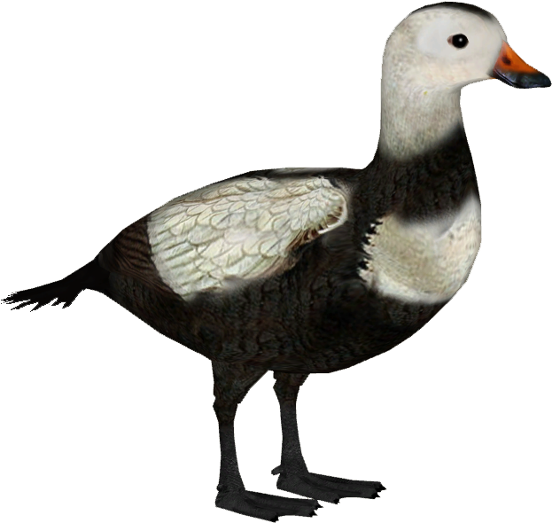 Labrador Duck M - Labrador Duck Png (622x622), Png Download