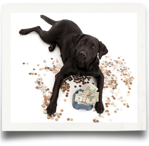 Donation Labrador Rescue - Raw Feeding (500x500), Png Download