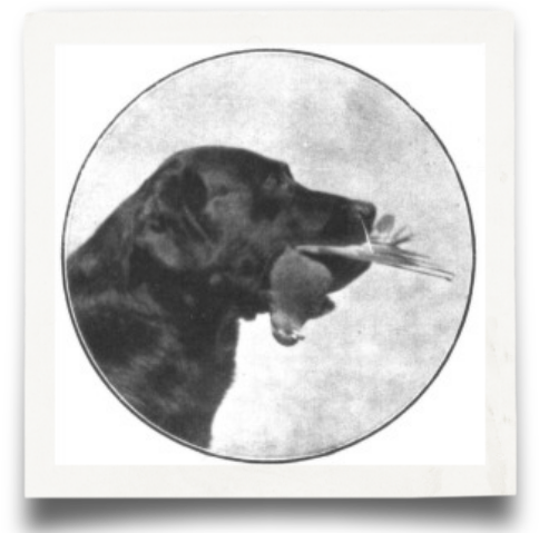 What Is A Labrador - Labrador Retriever (498x478), Png Download