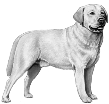 Labrador Retriever - B&w - Labrador Retriever Dog Counted Cross Stitch Pattern (450x360), Png Download