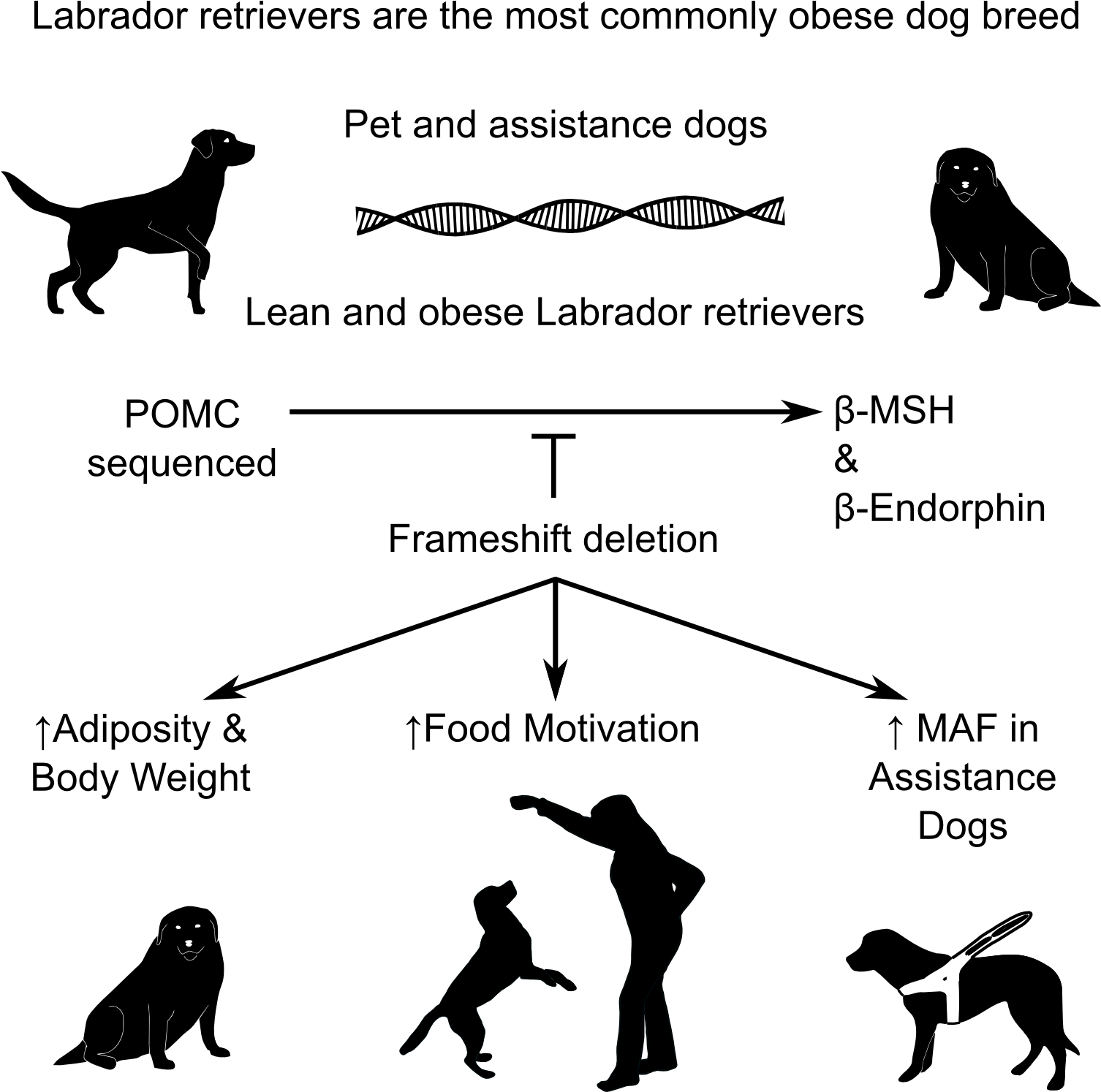 Dog (1650x1650), Png Download