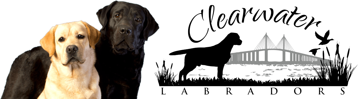 Clearwater Labradors - Labrador Retriever (1262x350), Png Download