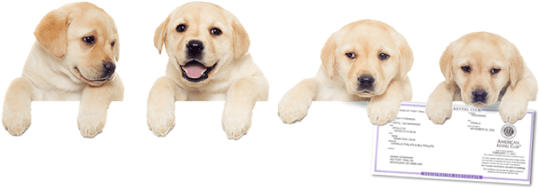 Registration - American Kennel Club (768x269), Png Download