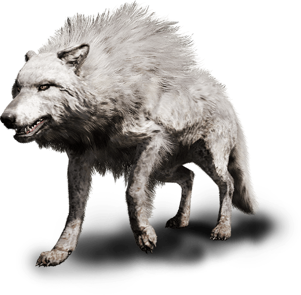 A World Ruled By Deadly Beasts - Far Cry Primal Wolf (621x609), Png Download