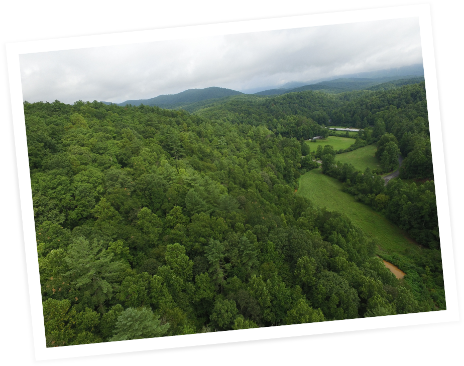 Picture-dropshadow - Conifer (1000x1000), Png Download