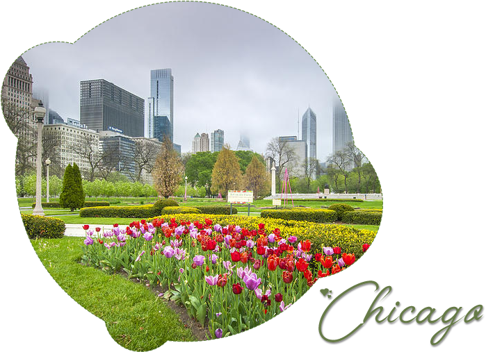 Tulip (1500x550), Png Download