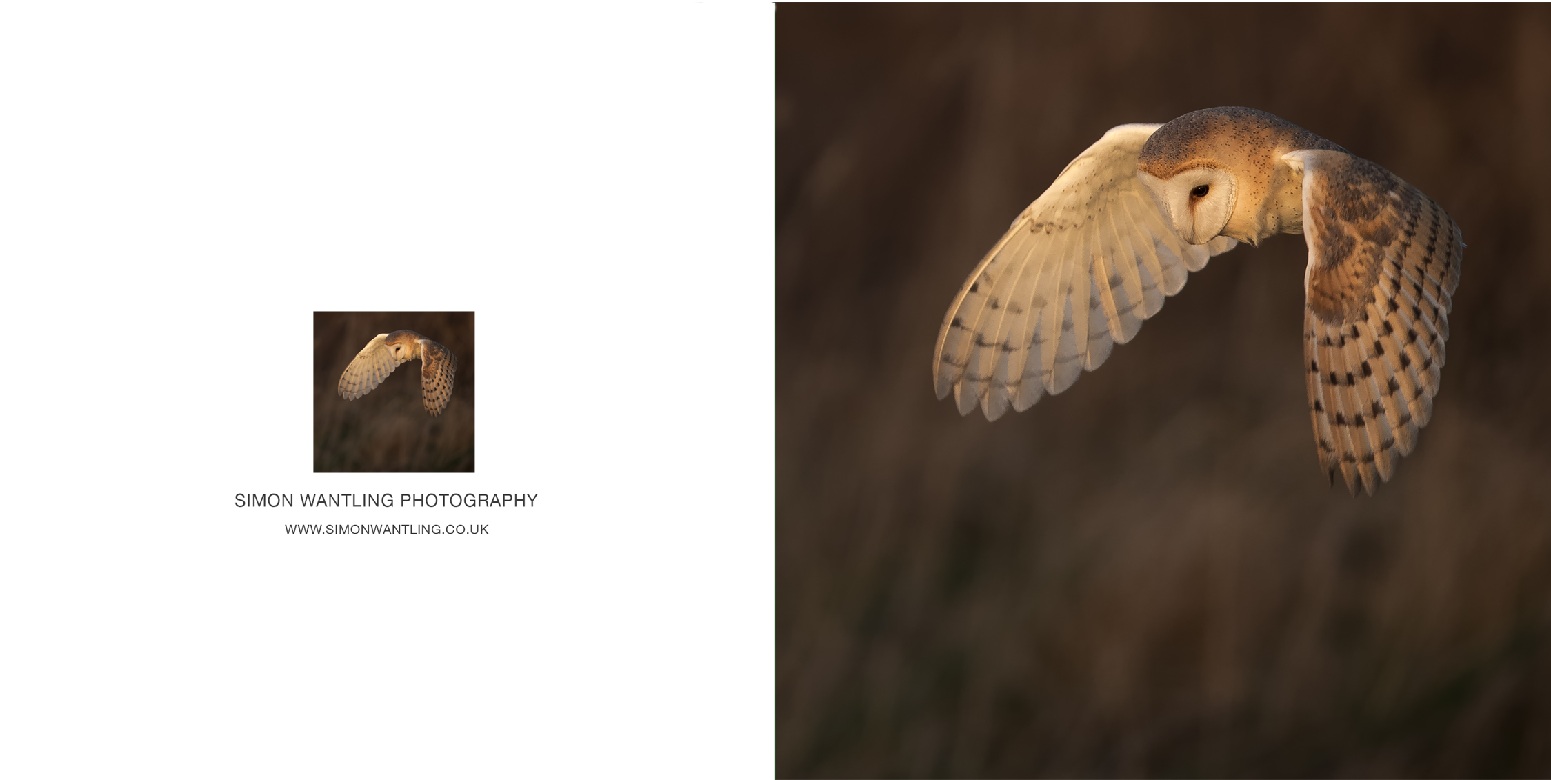 Barn Owl Png (2248x1499), Png Download