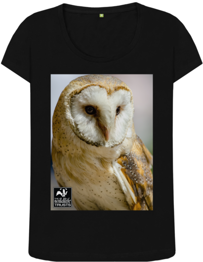 Black Barn Owl Top - Barn Owl (640x674), Png Download