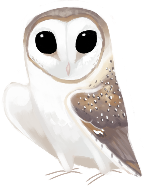 Eastern Barn Owl Tyto Delicatula - Barn Owl (500x674), Png Download
