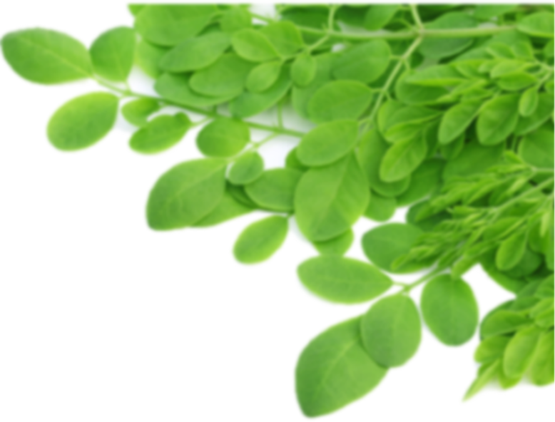 Malunggay Leaves Png (778x592), Png Download