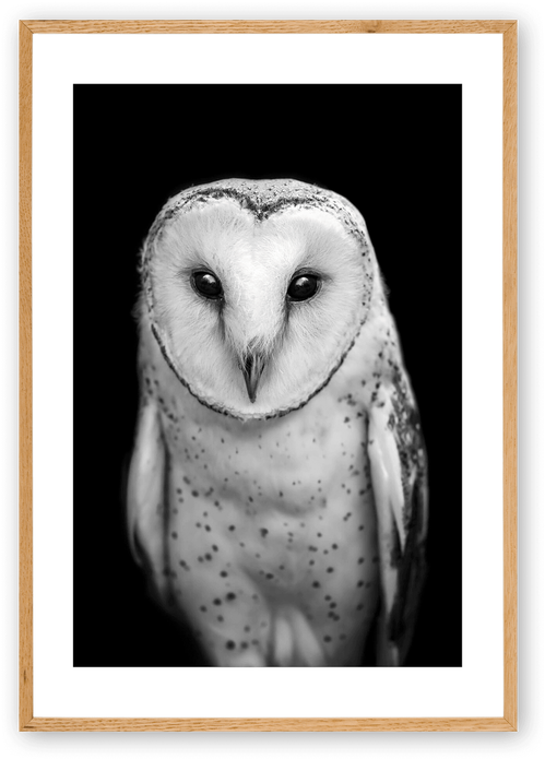 Tinker Owl Framed - Black And White Barn Owl (600x750), Png Download