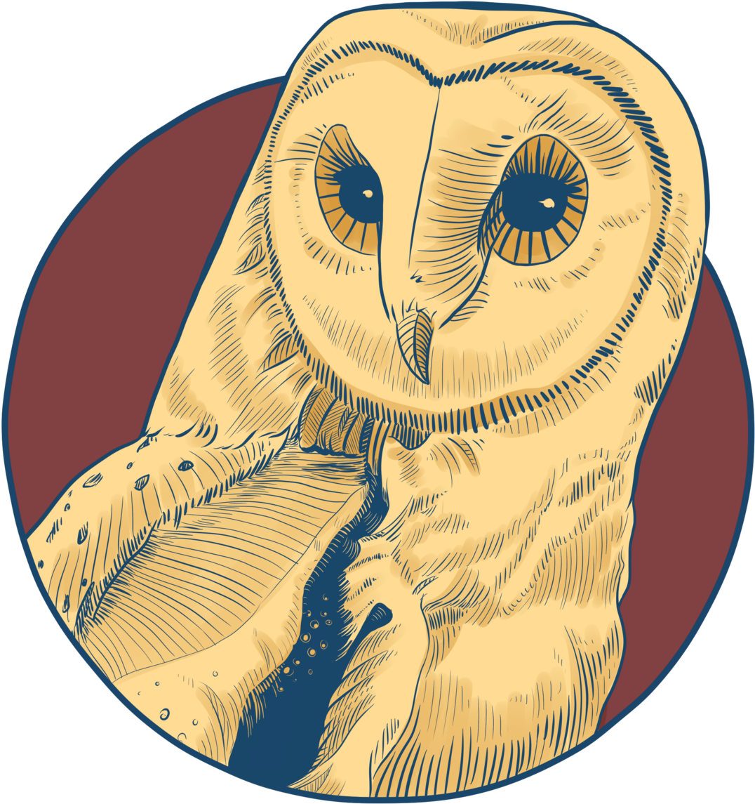 Barn Owl (1280x1280), Png Download
