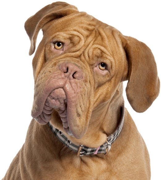 Mastiff - Dog Yawns (565x585), Png Download