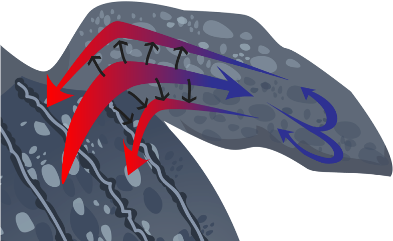 A Diagram Of Heat Flow In A Turtle's Flipper - Graphic Design (800x600), Png Download
