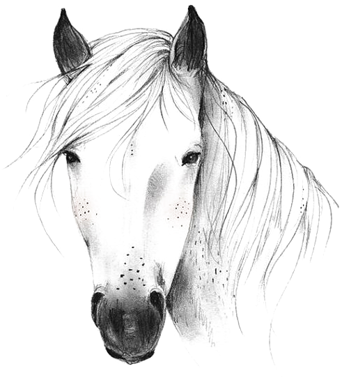 Horse Png & Horse Clipart Transparent - Wild Horse Head Black And White (564x705), Png Download