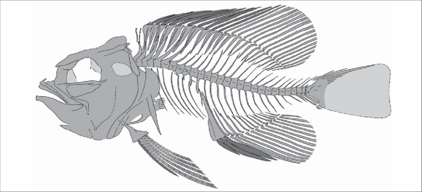 Pavarottia Maiseyi Sp - Sketch (850x387), Png Download