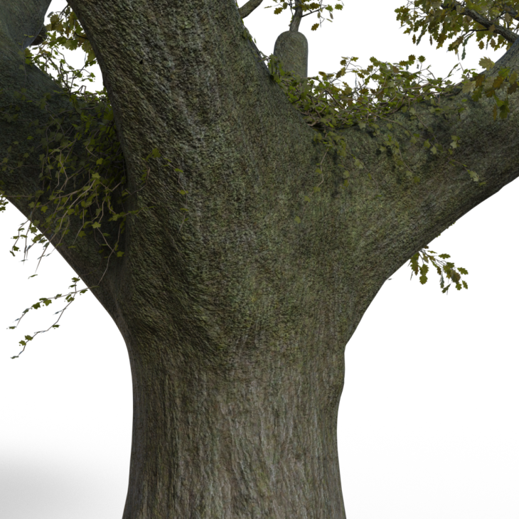 Huge Tree Branches To Base Closeup - Wood (730x730), Png Download