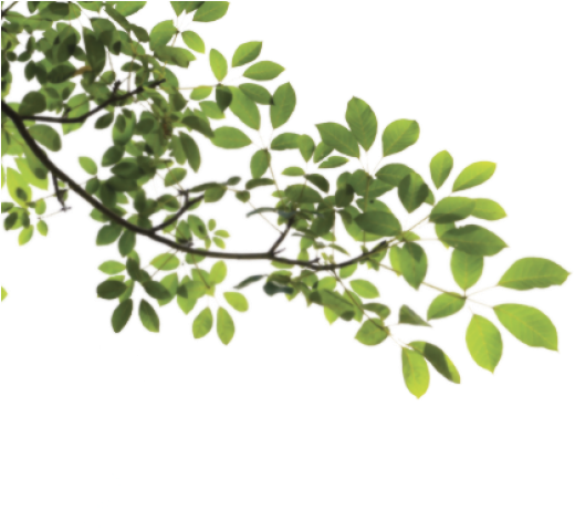 Leaves And Branches Png (640x480), Png Download