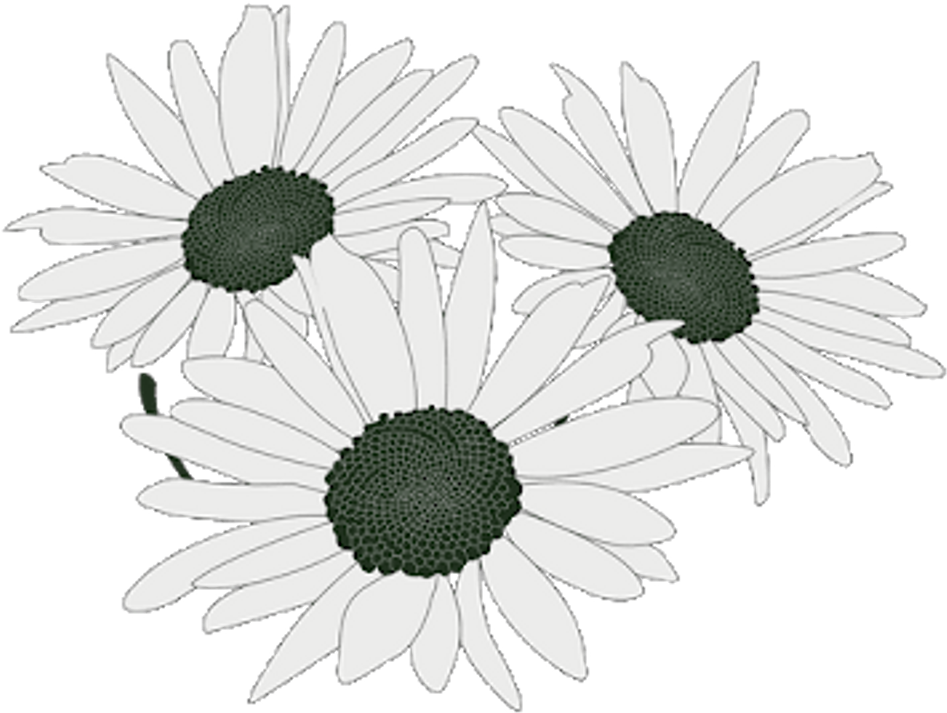Flowers Sticker - Chamomile (1024x1024), Png Download