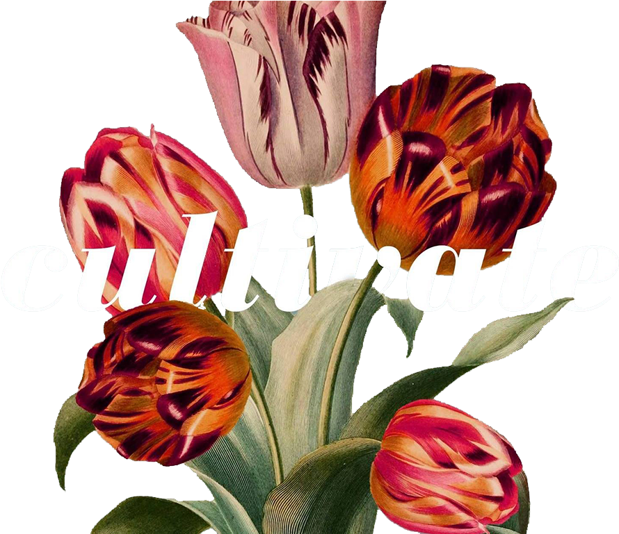 Cultivate - Tulip (1365x768), Png Download