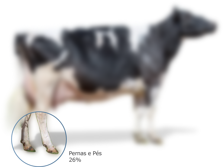 Passe O Mouse Sobre A Vaca Abaixo Para Visualizar As - Working Animal (848x656), Png Download