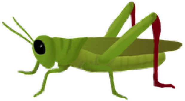 Grasshopper Png (640x480), Png Download