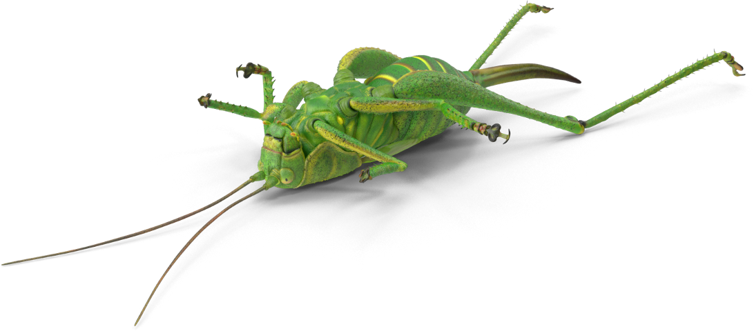 Cricket (1092x480), Png Download