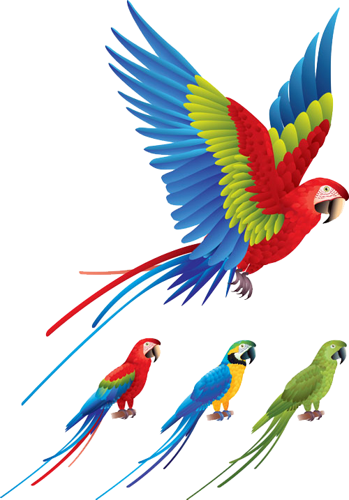 500 X 717 6 - Color Birds (500x717), Png Download