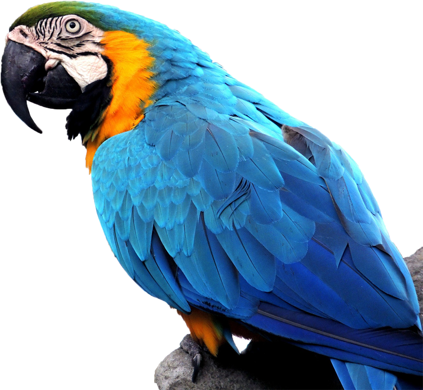 Macaw On Branch - Macaw (2500x1276), Png Download