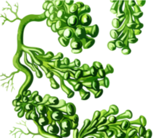 Seaweed Clipart Kelp Forest - เมั ด สี ของ พืด (640x480), Png Download