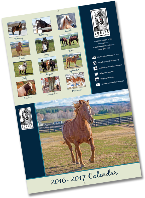 2017 Equine Advocates Calendar - Stallion (564x776), Png Download